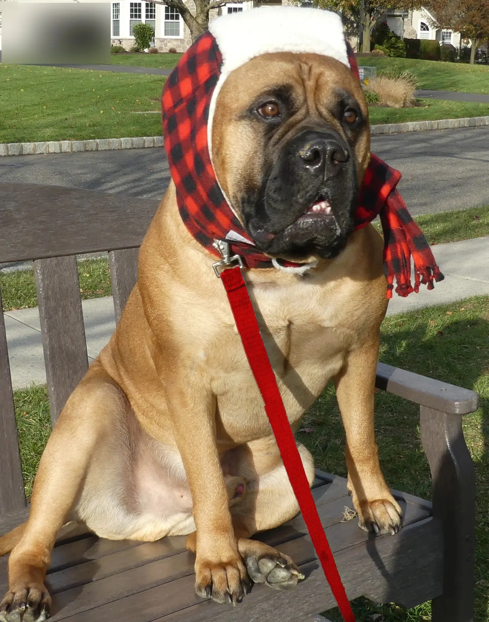 Aviator Dog Hats and Scarves Sets Fleece Prints Up to 100  LBS