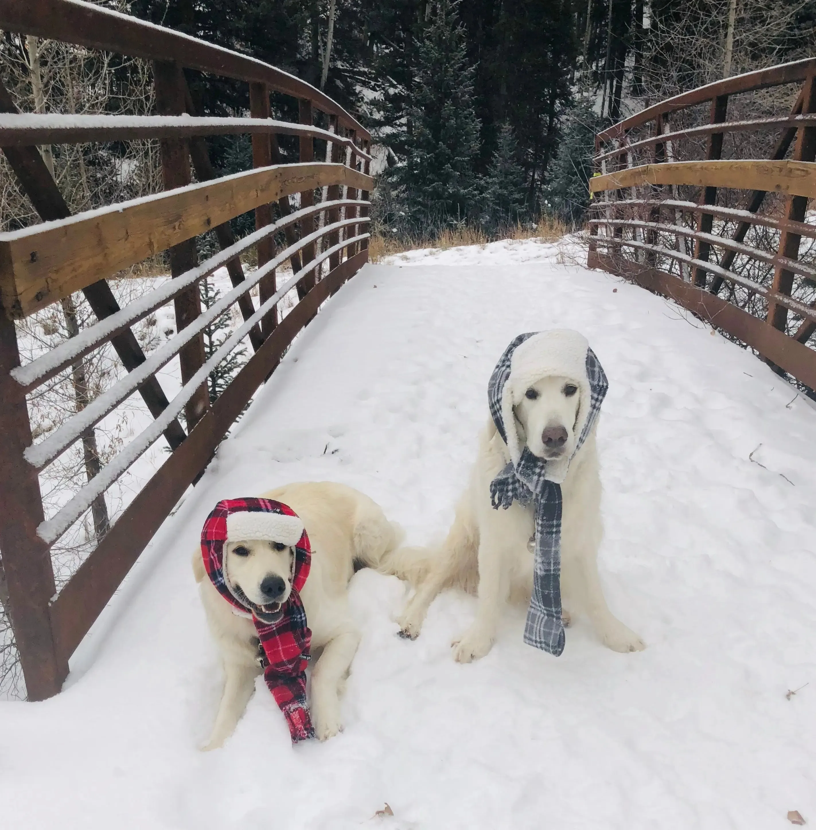 Aviator Dog Hats and Scarves Sets Fleece Prints Up to 100  LBS