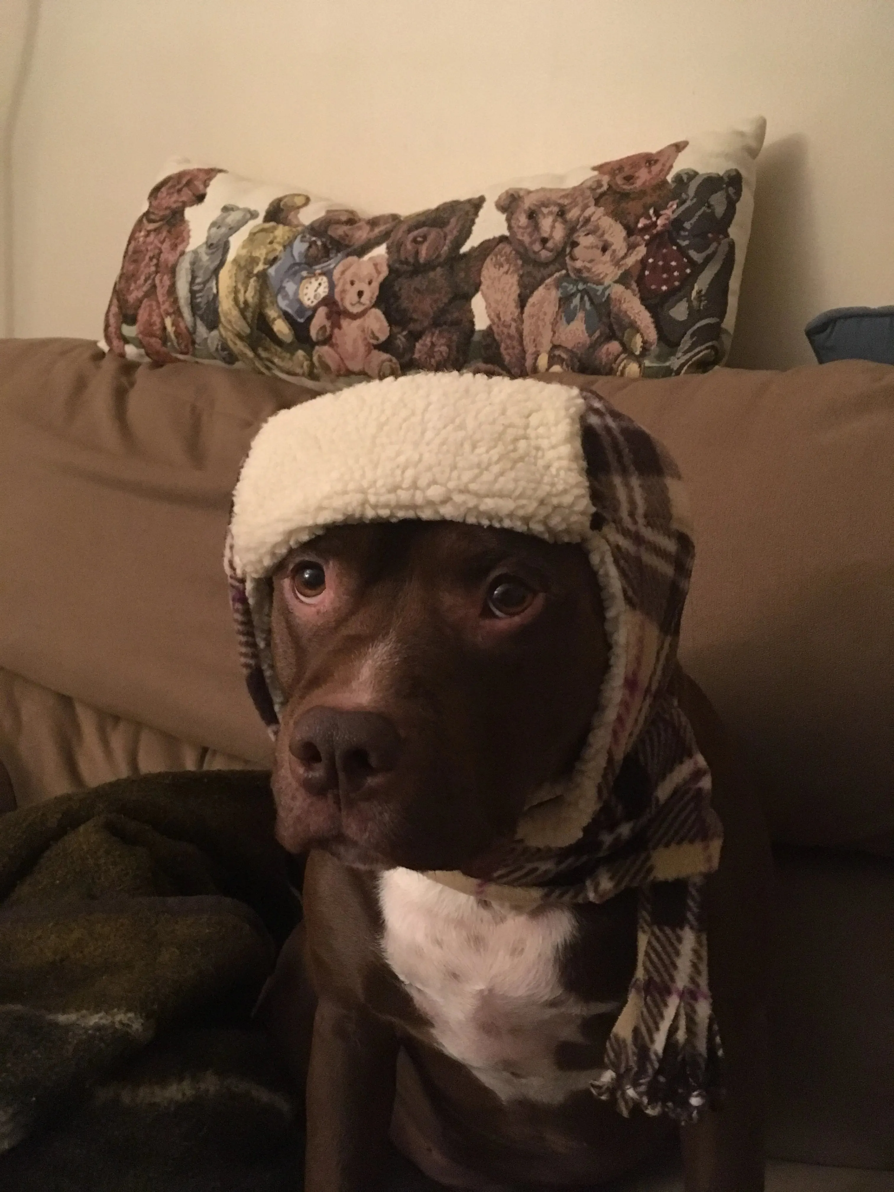 Aviator Dog Hats and Scarves Sets Fleece Prints Up to 100  LBS