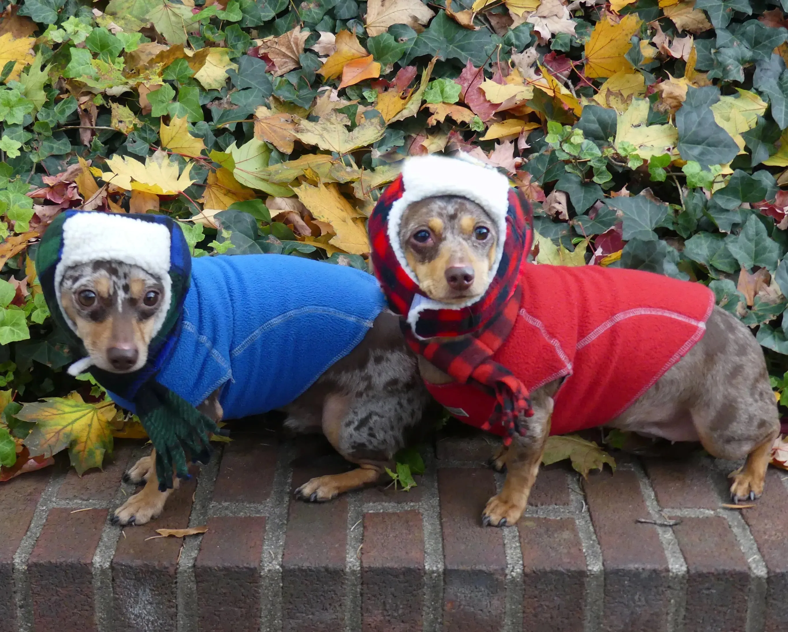 Aviator Dog Hats and Scarves Sets Fleece Prints Up to 100  LBS